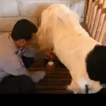 Brigadir Revangga Kelola Peternakan Kambing Etawa, Dorong Pemberdayaan Warga Desa