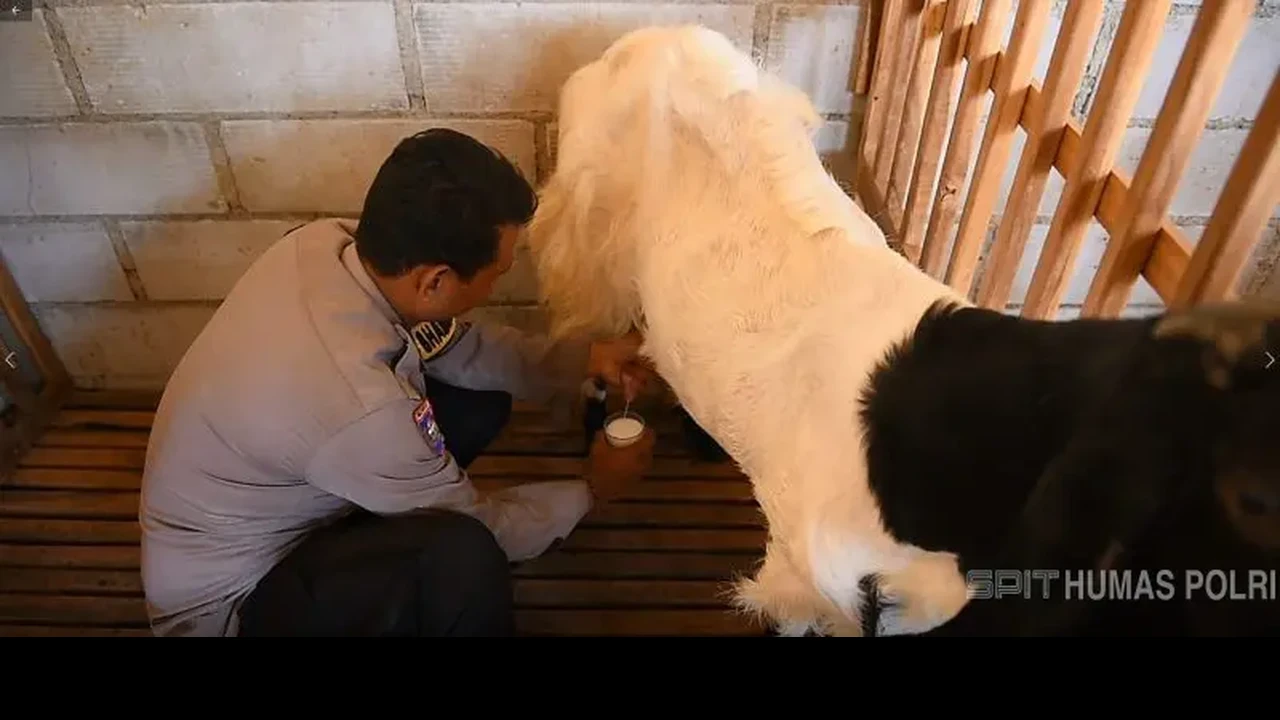 Brigadir Revangga Kelola Peternakan Kambing Etawa, Dorong Pemberdayaan Warga Desa Brigadir Revangga Kelola Peternakan Kambing Etawa, Dorong Pemberdayaan Warga Desa