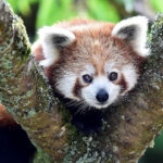 Hari Hewan Sedunia 2025: Makna, Tema, dan Cara Merayakannya yang Perlu Diketahui