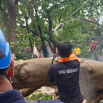 Hujan Deras dan Angin Kencang Sebabkan Pohon Tumbang di 7 Titik Bintaro, Warung Ikut Tertimpa