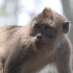 Kawanan Monyet Liar Masuk Permukiman Tangsel, Damkar Gerak Cepat Tanggap