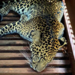 Kisah Staf Hotel Bandung yang Kaget Lihat Macan Tutul Masuk Seperti Kucing