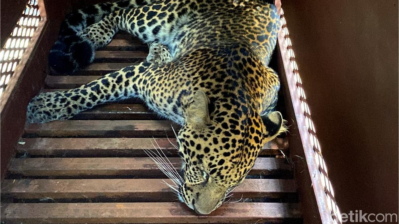 Kisah Staf Hotel Bandung yang Kaget Lihat Macan Tutul Masuk Seperti Kucing Kisah Staf Hotel Bandung yang Kaget Lihat Macan Tutul Masuk Seperti Kucing