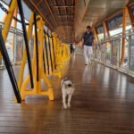 Kotoran Kucing di Skywalk Kebayoran Lama Bikin Pengguna Tidak Nyaman