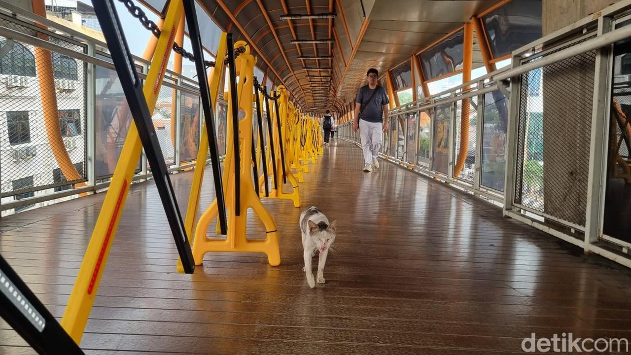 Kotoran Kucing di Skywalk Kebayoran Lama Bikin Pengguna Tidak Nyaman