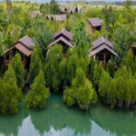 Krisis Mangrove dan Pentingnya Dekolonialisasi Pengetahuan dalam Mitigasi Iklim