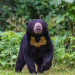 Lonjakan Serangan Beruang di Jepang: Turis Asing Jadi Korban Luka-Luka