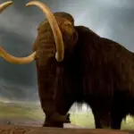 Makan Steak Daging Mamut: Kisah Unik dari Abad ke-20