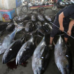 Mengungkap Dinamika Ekonomi Politik Perdagangan Seafood Global