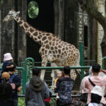Mulai 11 Oktober, Wisata Malam Ragunan Hadir dengan Tarif Normal