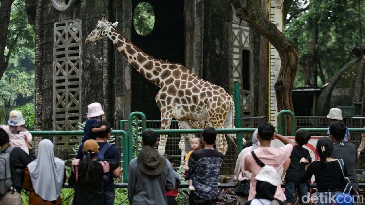 Mulai 11 Oktober, Wisata Malam Ragunan Hadir dengan Tarif Normal