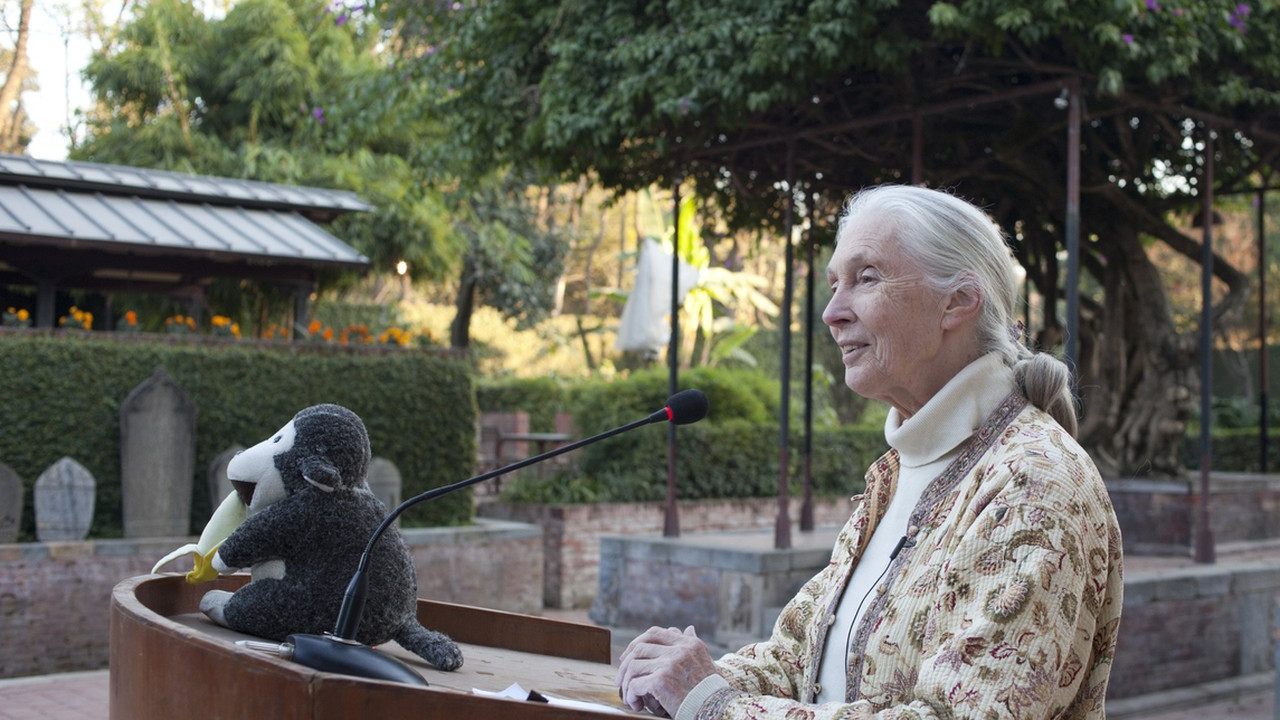 Pakar Simpanse Legendaris Jane Goodall Tutup Usia di Usia 91 Tahun