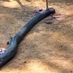 Penampakan King Cobra Mati Usai Duel dengan Kakek 70 Tahun di Sukabumi