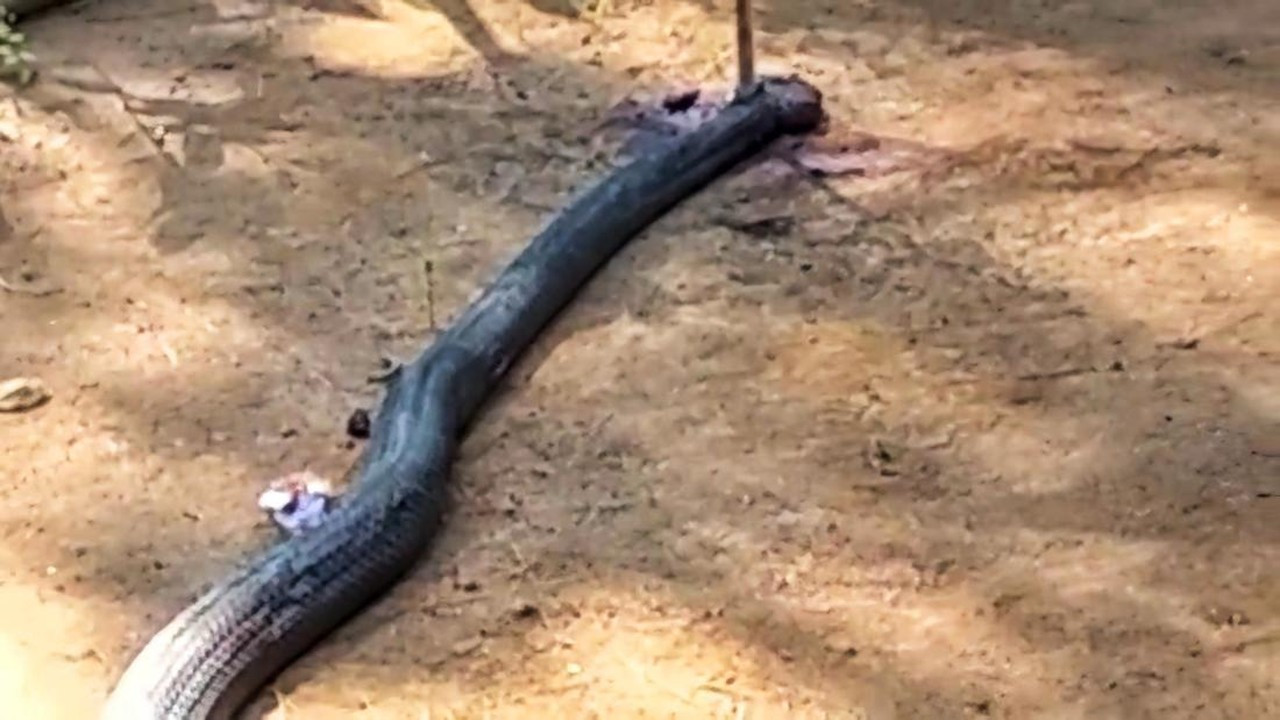 Penampakan King Cobra Mati Usai Duel dengan Kakek 70 Tahun di Sukabumi