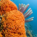 Peneliti Ungkap Spons sebagai Hewan Pertama yang Berevolusi di Bumi