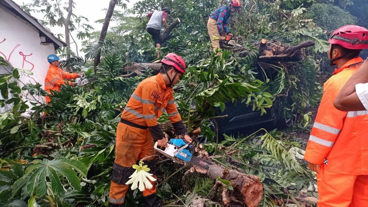 Pohon Setinggi 15 Meter Tumbang Timpa Mobil, Jalan Paledang Bogor Terhambat Pohon Setinggi 15 Meter Tumbang Timpa Mobil, Jalan Paledang Bogor Terhambat