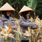 Polda Banten Serap 2.684 Ton Jagung hingga Kuartal III 2025