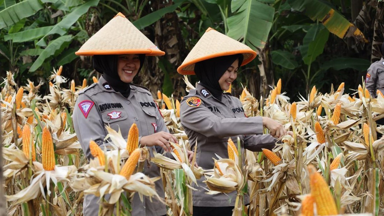 Polda Banten Serap 2.684 Ton Jagung hingga Kuartal III 2025