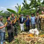Polsek Cikedal Panen 7 Ton Jagung, Dukung Swasembada Pangan Pandeglang