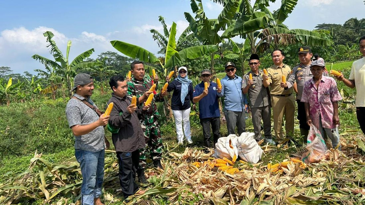Polsek Cikedal Panen 7 Ton Jagung, Dukung Swasembada Pangan Pandeglang