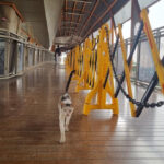 TransJakarta Intensifkan Pembersihan Skywalk Kebayoran Lama dari Kotoran Kucing