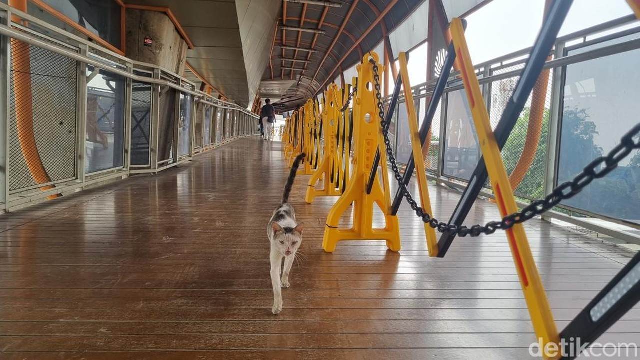TransJakarta Intensifkan Pembersihan Skywalk Kebayoran Lama dari Kotoran Kucing