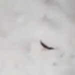 Viral Ulat di Nasi MBG SMPN 2 Parung Bogor, SPPG Jelaskan Asal Usulnya